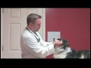 Bir İlaç İle Köpek Tedavi Nasıl Köpek Bakım İpuçları :  Resim 4