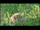 Kobay Ve Tavşan Bakımı Nasıl Damat Tavşan Resim 4