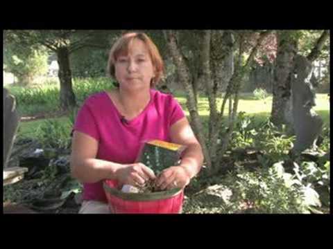 İpuçları Bahçe: Lily Vadi Ampüller İçin Bakım