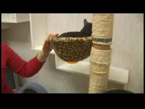 Yeni Evlerine Tanıtan Kedi : Birden Çok Kedi Evlerini Ve Topraklarını