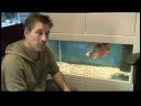 Balık Bir Tatlı Su Akvaryum İçin Seçmek İçin Nasıl Balık & Akvaryum Evcil Hayvan Bakımı İpuçları : 