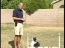 Çeviklik Köpek Eğitim: Bitti Komut: Köpek Terbiye Komutasını Çeviklik: Bir Köpek Pozisyonu