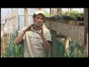 Düşük Kapasiteli Gıda Kırpma Fide : Taze Soğan Ve İspanyolca Soğan Kitlesel Üretim 