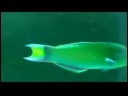Gökkuşağı Balığı Bakmak İçin Nasıl Bir Evcil Hayvan Balık Bakımı : 