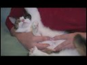 Kedi Bakımı Ve Hasta Kediler : Hamile B