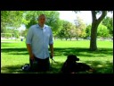 Üzerinde Rulo İçin Köpek Eğitmek İçin Nasıl Köpek Eğitim İpuçları :  Resim 2