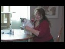 Kedi Bakımı Ve Hasta Kediler : Reçetesiz Kediler İçin İlaç  Resim 4