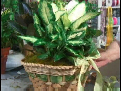 Bitki Hediye Sepetleri : Dekorasyon Bitki Hediye Sepetleri