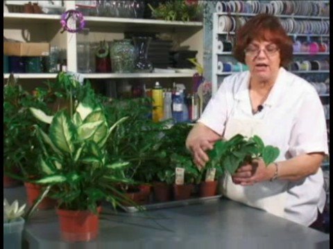Bitki Hediye Sepetleri Hediye Sepetleri İçin Bitkiler 