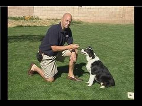 Bu Köpek Eğitim Komutu Bırak : Bırak Onu Öğretmek İçin Köpek Bir Komut Mola  Resim 1