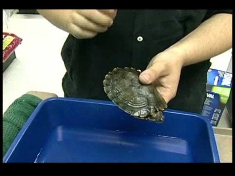 Nasıl Bir Kaplumbağa Bakımı : Pet Kaplumbağalar İşleme  Resim 1