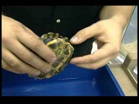 Nasıl Bir Kaplumbağa Bakımı İçin Bir Evcil Hayvan Kaplumbağa Seçimi 