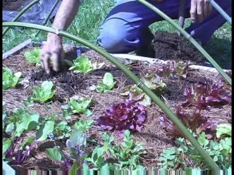 Organik Gübre Bahçe : Kullanarak Organik Gübre