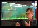 Akvaryum Bakımı : Balık Tank Bulutlu Su Temizleme 