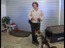 Köpek Eğitim Temelleri: Köpek Eğitim: Sevişme İçin Oturmak