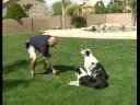 Bu Köpek Eğitim Komutu Bırak : Bırak Köpek Eğitim Komutu Kullanarak  Resim 3