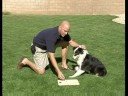 Bu Köpek Eğitim Komutu Terk : Bırakmak İçin Köpek Komuta Sonra Bekleme  Resim 3