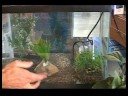 Akvaryum Seçimi : Akvaryum Bitkileri Resim 4