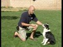 Bu Köpek Eğitim Komutu : Köpek Tasması Yetki Göstermek İçin Holding  Resim 4