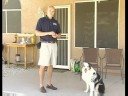 Kalmak İçin Köpek Komuta Ne Zaman Kalmak İçin Bir Köpek Öğretim :  Resim 4