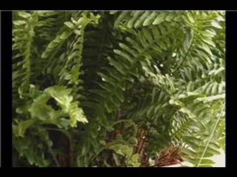 Asılı Sepet Bitkiler Büyüyen : Asılı Sepet İçinde Büyüyen Eğrelti Otları  Resim 1