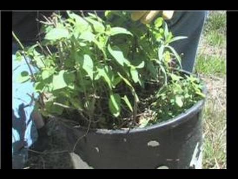 Dikim Salvia Sage : Salvia İklim İpuçları Resim 1