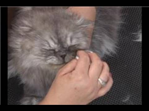 Kedi Bakım : Temizleme Kedi Gözleri