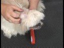 Uzun Saçlı Köpek Tımar : Çıkarma Köpek Kulak Saç Resim 2