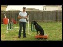 Köpek Eğitimi: Paw Numara : Köpek Eğitimi: Yüksek 5 Resim 3