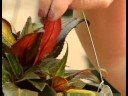 Büyüyen Asılı Sepet Bitkiler : Büyüyen Yeni Gine Lizzie Resim 4