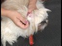 Uzun Saçlı Köpek Tımar : Çıkarma Köpek Kulak Saç Resim 4