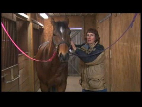 At Masaj Teknikleri: Atlar Masaj Kızgın Jostling Alanları
