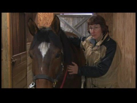 Atçılık Masaj Hazırlanışı : Korkulu Atlar İçin Masaj At 