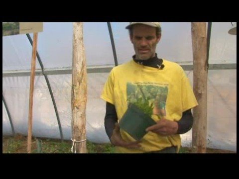 Hoop Evlerde Büyüyen Yeşillik : Yeşillik Büyüyen Zavallı Çimlendirme Taşıma 
