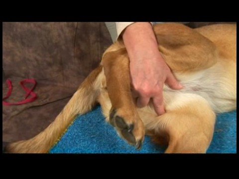 Köpek Acupressure İçin Kalça Dysplasia: Köpek Acupressure İçin Kalça Dysplasia: Komisyon Orta Resim 1