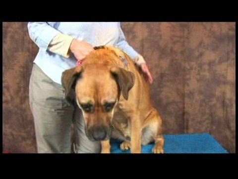 Köpek Acupressure İçin Kalça Dysplasia: Köpek Acupressure Noktaları Genel Artrit İçin