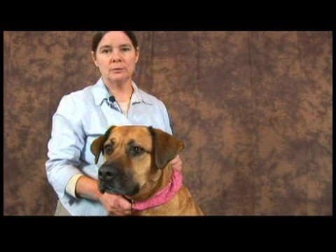 Köpek Acupressure İçin Kalça Dysplasia: Köpek Acupressure Yararları İçin Kalça Dysplasia Resim 1