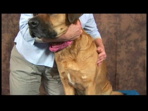 Köpek Dirsek Artrit İçin Akupunktur : Dirsek Artrit İçin Köpek Akupunktur: Omuz Kemik
