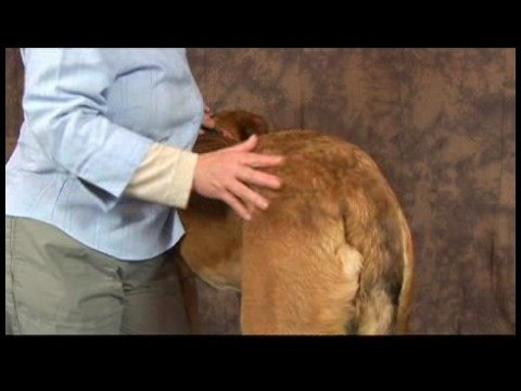 Köpek Kalça Displazisi İçin Akupunktur : Kalça Displazisi İçin Köpek Masaj: Sakrum Resim 1
