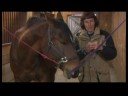 At Masaj Teknikleri: Boğaz Alanları Sıkıştırma At Masaj Yumruk