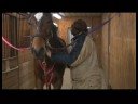 ATI Tımar Araçları : Atlar Üzerinde Dairesel Kauçuk Seyisler Kullanarak 