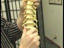Kayropraktik Bakım İpuçları : Nasıl Spinal Anatomi Chiropractics Etkiler  Resim 2