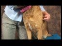Köpek Dirsek Artrit İçin Akupunktur : Dirsek Artrit İçin Köpek Akupunktur: Omuz Kemik