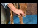 Köpek Dirsek Artrit İçin Akupunktur : Köpek Dirsek Artrit İçin Akupunktur: Kunlun Dağ