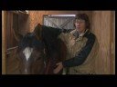 Atçılık Masaj Hazırlanışı : At Masaj İçin Anlayış Atları  Resim 3
