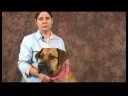 Köpek Acupressure İçin Kalça Dysplasia: Köpek Acupressure Yararları İçin Kalça Dysplasia Resim 3