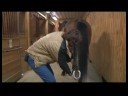At Uzanır : At Bacak Germe İpuçları Hind  Resim 4