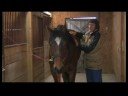 Atçılık Masaj Hazırlanışı : At Masaj İçin AT Kas Yapısı  Resim 4