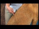 Köpek Dirsek Artrit İçin Akupunktur : Dirsek Artrit İçin Köpek Akupunktur: Böbrek\'s Hollow Resim 4