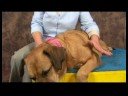 Köpek Dirsek Artrit İçin Akupunktur : Dirsek Artrit İçin Köpek Akupunktur Noktaları  Resim 4